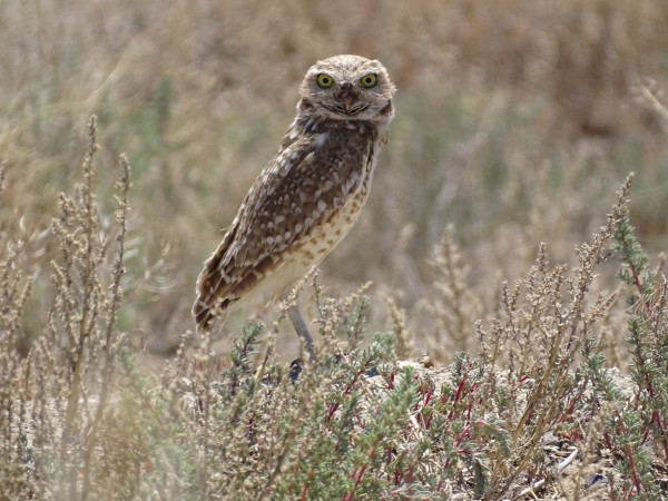 A small brown and tan owl perches amid a low growing bush. Its body is turned towards the right, showing the brown spotted wing and tan spotted chest. The round head is turned to face the camera, bright yellow eyes looking straight out over a small dark hooked beak.