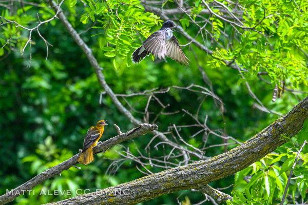 two birds on a large branch with green foliage in background.  The regay and white eastern king bird is swoooping at an orange baltimore oriole.