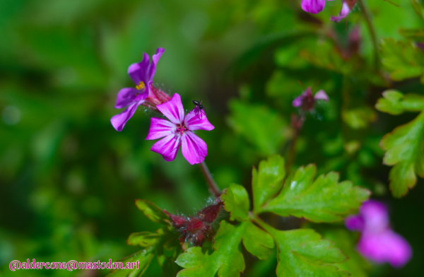 A tiny tiny black spider on a really tiny purple and pink flower, amongst greenery.