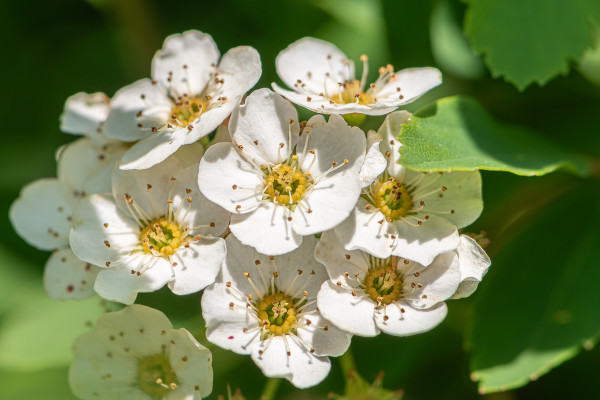 Closeup of a cluster of tiny Spiraea flowers surrounded by out of focus green foliage. This variety of Spiraea flowers have five white petals radiating from a center with a circle of yellow florets, many white stamens with brown anthers, and several green pistils with brown stigma.