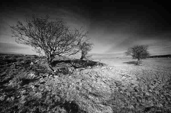 Black and white photo of small, wind blown trees and small rocky outcrop in a field under fair skies.