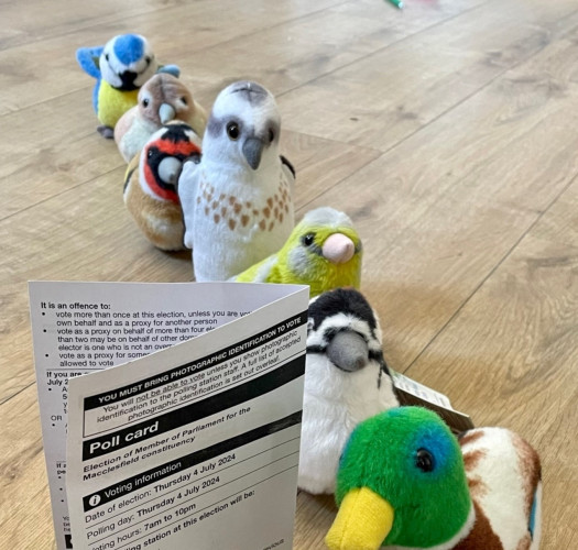 Collection of cute plush toy birds, including a Blue Tit, a Goldfinch, and a Mallard displayed as though queueing for  polling station, on a wooden floor near a UK poll card.
