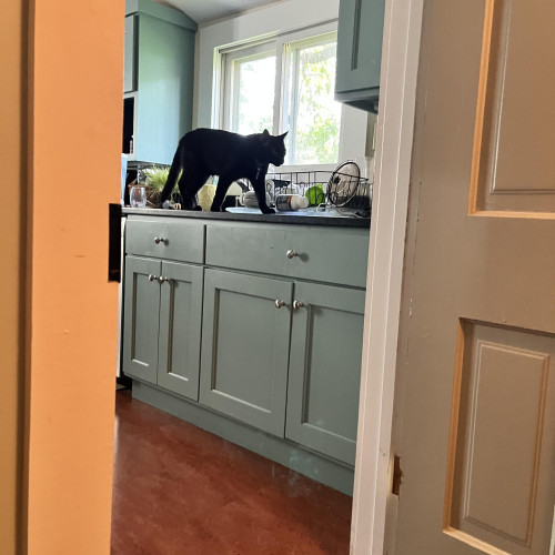 seen through a doorway, a black cat walks determinedly across a kitchen counter