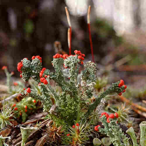 A Toy Soldiers lichen (Cladonia bellidiflora) growing on the ground at a tree base.
The lichen has hollow green-blue podetia that look like upright small stems, and are covered with tiny lobes (leaves) up to the tip.
The red fruit bodies (apothecia) on the top of the podetia look like small raspberries.
The lichen is surrounded by Haircap moss and other Cladonia lichen varieties.
Dark blurred forest in the background.