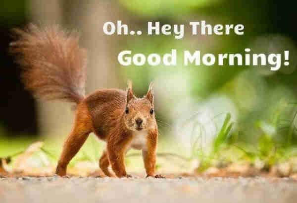 Picture a red squirrel standing on all 4s on a woodland path with his tail up looking at us.
The caption reads: “Oh… hey there , good morning!”