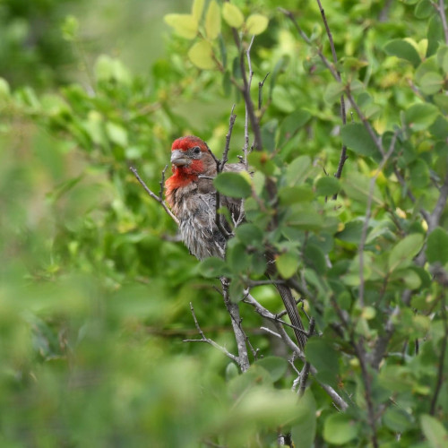 Small bird with bright red head and neck, and gray body, sitting in a tree surrounded with green leaves.