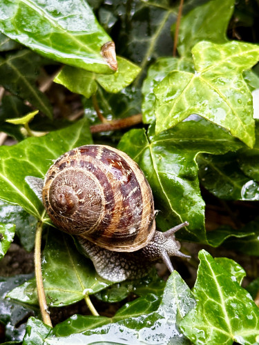 A snail amongst wet ivy leaves