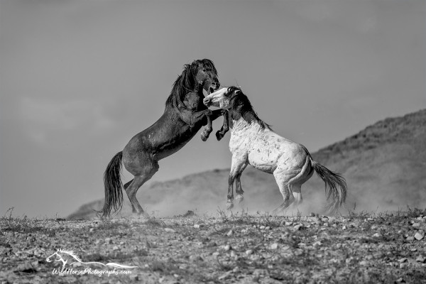 A Black and White image of two wild stallions as they battle for position within the band. 
WildHorsePhotographs.com by Fon Denton