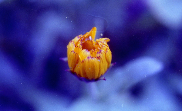 A deep yellow/orange flower bud against a blurry background in different shades of purple/blue.