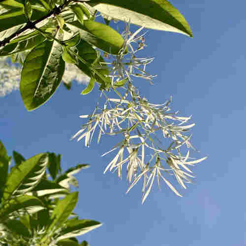 A cluster of white flowers hanging from a tree branch against a clear blue sky. The flowers are long thin delicate petals that fan out. 