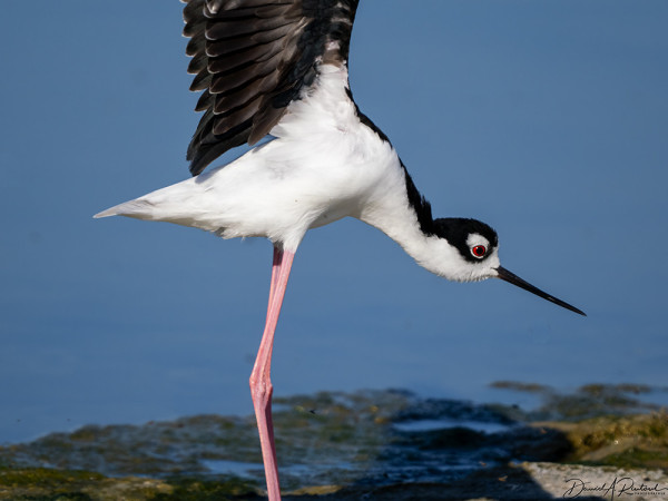 mostly white bird with long pink legs, black neck, black bill, red eye, and black wings outstretched