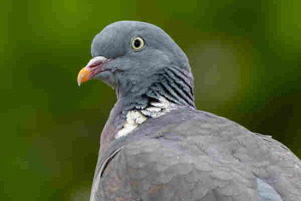 A profile shot of a Common Wood Pigeon. Its head and part of its body are visible. The background is just a green blur. 