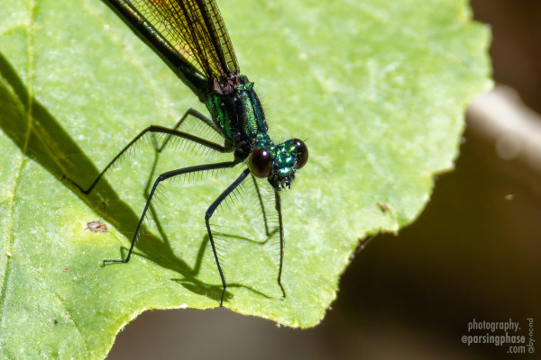 Close-up of the front half of a metallic green damselfly on a leaf. The wings are folded together back along the body; the eyes are a deep red, and the legs have clear comb-like hairs all along.