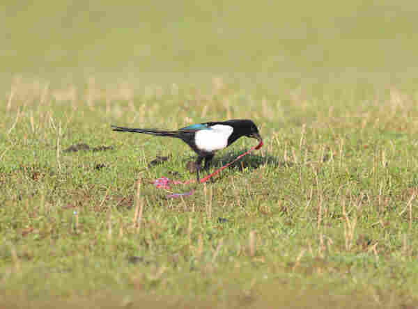 A well sunlit Magpie as seen from aside on a field of grass, eating from what seems to be afterbirth. It is pulling it away from its body, creating a clear red string of meat near the white and black and well lit blue on the back of its body. 
It might not be the most pleasant view, but it is a rare colourful sight.