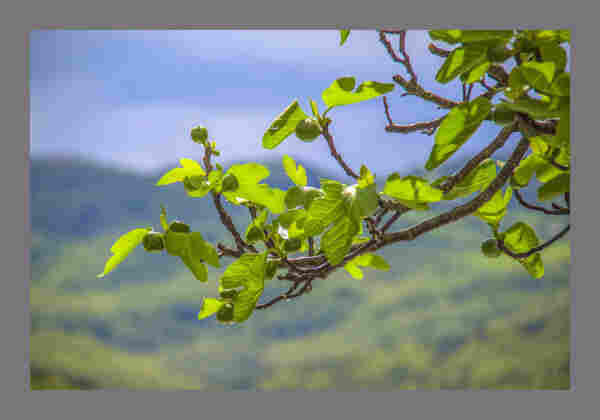 a branch of a fig tree hangs across the frame from the right, cloaked in new leaves and young green fruit. The background is out of focus of green hills and grey blue sky.