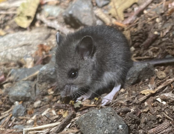 A small grey mouse on a trail near some pebbles.