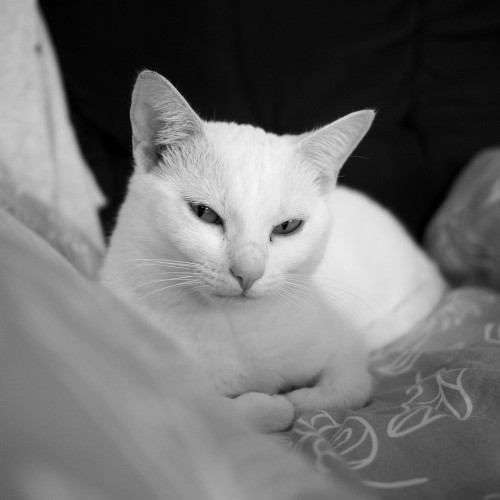 Bella, our white female cat on a blanket on a sofa, in black & white, cropped square. She's looking into the camera.