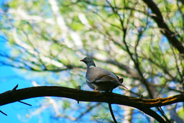 Photo d’un pigeon ramier de dos, la tête tournée vers la gauche. Il est perché sur une branche partiellement éclairée. Dans le fond de l’image on perçoit des branches au feuillage vert tendre et des trouées de ciel bleu. 