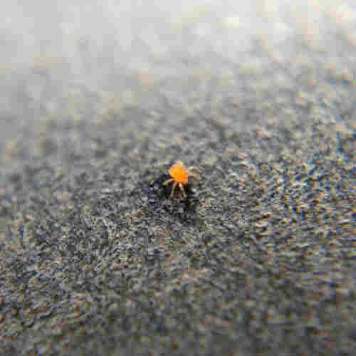 A tiny orange-red whirligig mite feeding on a speck of sap on the railing of a chain-link fence. It has six legs splayed out like an asterisk, a squarish body, and wide-set eyes.