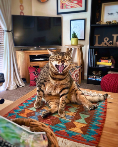 A very happy Caturday photo of bengal cat Neko sitting on the coffee table with a big happy mouth open smile on his face.