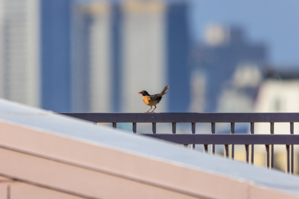 A female American robin stands on a railing overlooking the city with her beak filled with bits of red fruit.