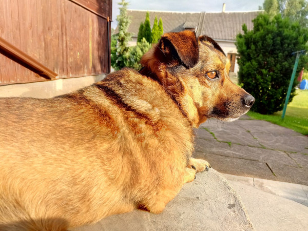 Small brown mutt sitting outside a house, keeping a sharp eye on the horizon, floppy ears rotated forward and head raised. The setting sun illuminates a brown eye. In the background a garden and part of a wooden house.