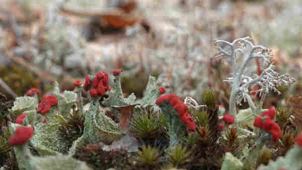 Red-fruited Pixie Cup lichens and Haircap moss.
A white Cladonia rangiferina to the right, a blurred field of lichens in the background.