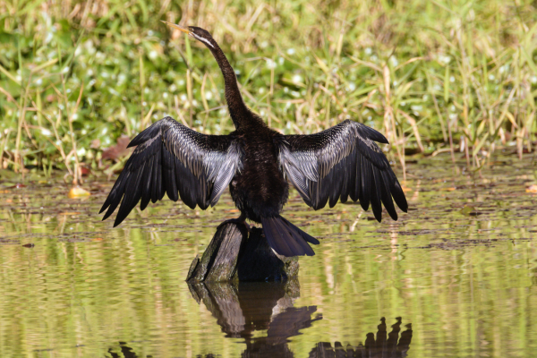 Large black waterbird with wings outstretched with back facing the viewer, long neck upstretched and beak facing to the left of shot, perched on a submerged log surrounded by water. Background is green leafy plants growing out of the water