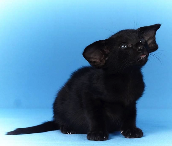 A small animal. Dark black dense fur, it's a baby and has slightly floppy huge ears. Black none and lips. long tail. whiskers. white claws. Little pink tongue "bleep" 

husband says this is a kitten