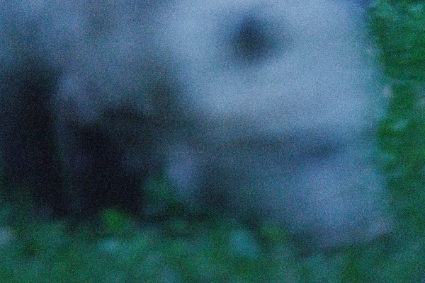 a blurry picture of the face of a virginia opossum on some grass. it looks like of like a white dog. not clear at all that it is an opossum