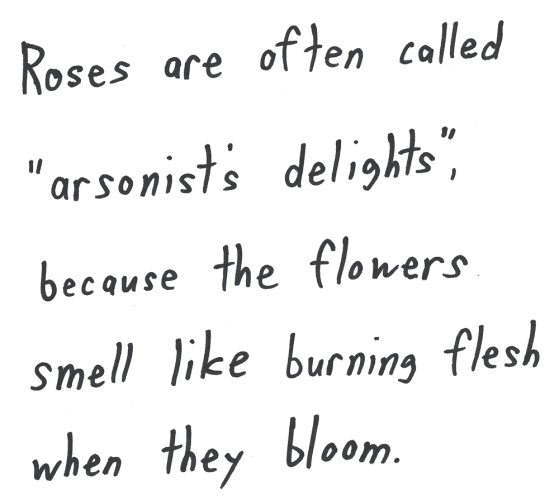 Roses are often called "arsonist’s delights", because the flowers smell like burning flesh when they bloom.