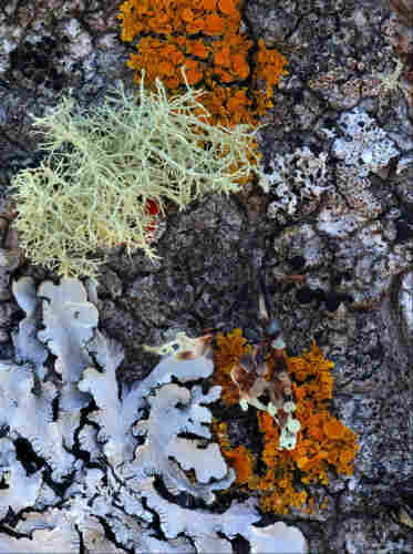 A group of several species of lichen all creating a minature ecosystem. There's an orange one with cup-like raised bits, a grey-green one like branches or roots of a tree, a wide-lobed silver-grey one with black tassel fringes, a dark crusty one with raised white-rimmed black blobs, a longer grey one with raised bits like an octopuses tentacle, a pale crusty one with raised red blobs, a powdery white one, and possibly others I haven't seen noticed!
