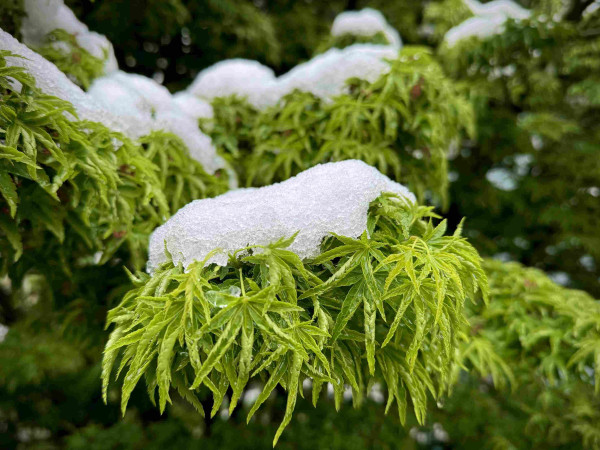 A close-up of fresh green leaves covered with melting snow.