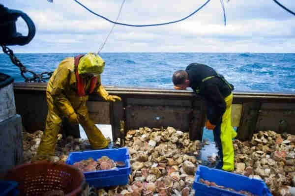 Fishers sort scallops aboard a French fishing trawler in the English Channel in 2021