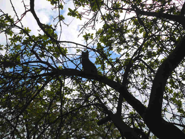 Silhouette einer Katze in einem ergrünenden Pflaumenbaum. Hinter ihr etwas blauer Himmel.