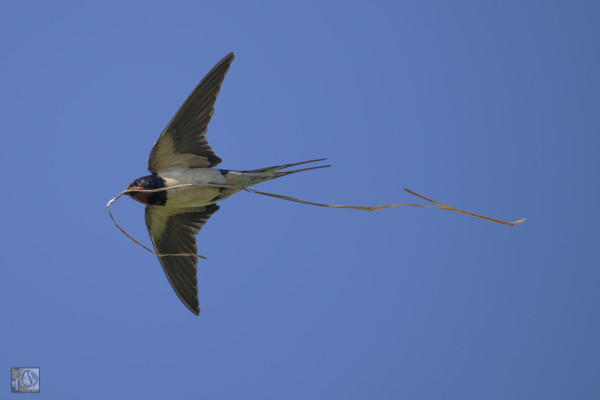 a swallow in flight carrying straw