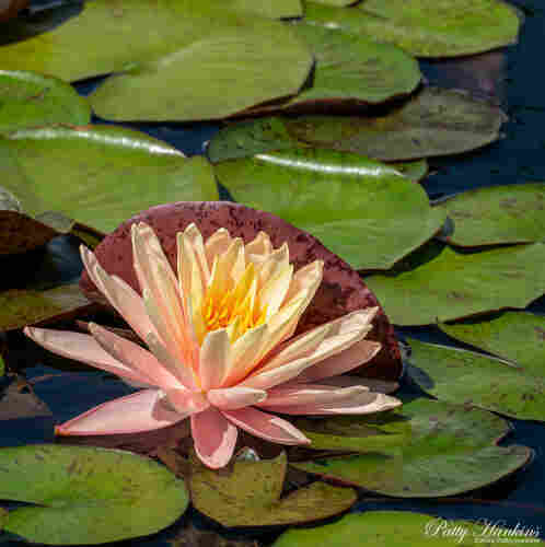 Pale pink water lily with yellow center surrounded by green water lily pads. There is a maroon back of a lily pad up against the side of the flower 