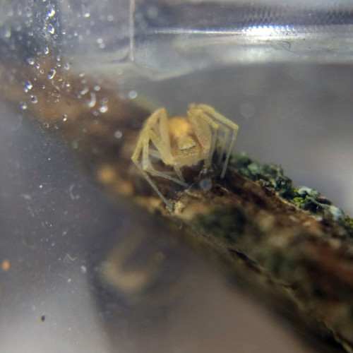 The running crab spider perched on the edge of its piece of bark, still pale from molting. Its shed exoskeleton can be seen out of focus in the background, hanging from the underside of the bark. The side of the plastic container is lightly misted with water.