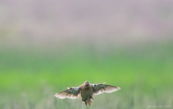 A Common Quail flying low above a field in morning light, South of Finland.
