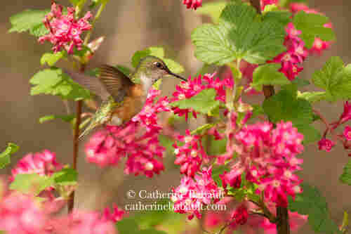 Hummingbird flying over bright pink flowers on a bush.