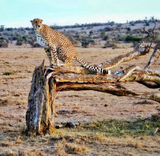 A gorgeous adult cheetah is about to sit down on a broken dead tree. His spots are plentiful and the sunlight is just hitting him as the golden hour begins on the Masai Mara, Kenya