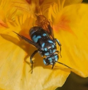 A Neon Cloak and Dagger bee, a native Australian bee with a black body and neon blue patches on the head, thorax and abdomen is leaving a nasturtium 