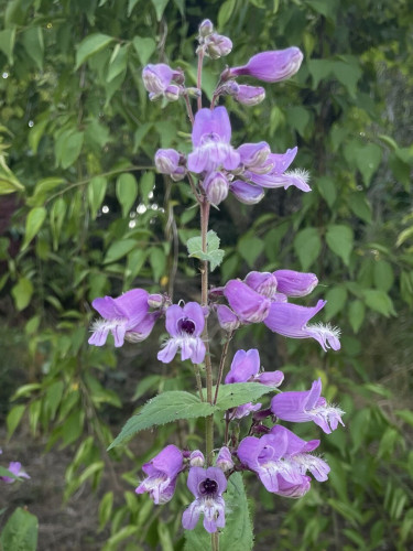 This is a picture of Penstemon flowers.
Their long stems grow straight up from the ground, with leaves and many bell-shaped flowers at each node of the stem.
The pale purple bells face outward on their stems.
Those long, thin bells look like the face of a snake. Its wide-open mouth is flared out with a white, fluffy, hairy tongue.
Split into three, the split tongue is punkish and cool.