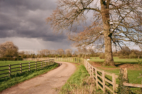 A track between sturdy 4-bar fences curves from bottom left into the centre and then left again. A bare-leaved tree with low sun shining on one side stands to the right. A white horse feeds in the distance. Dark clouds overhead, but lovely afternoon sunlight shines from the left over the whole scene. Colour photo.