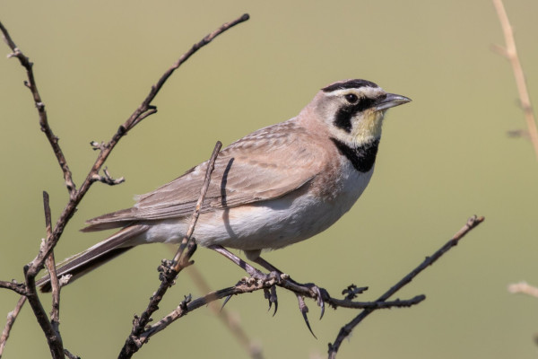 A Horned Lark bird perched on the branch of a bush.