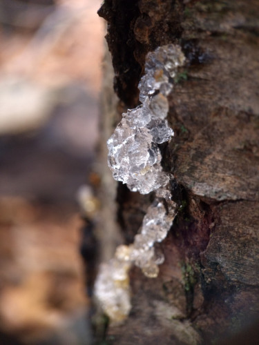 A lumpy clear crystalline gel on the trunk of a tree.