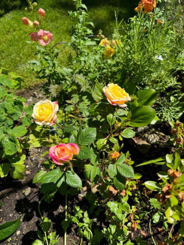 A small rose plant with three open flowers of yellow to pink. There are some snapdragons of similar color behind the rose. 