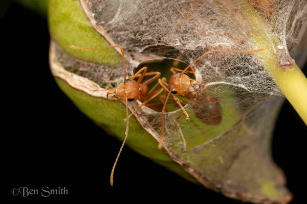 A macro photo of two ants sticking their heads out of the entrance of their nest. Their antennae akimbo smelling the air. The nest is a curled leaf that is bound into a ball with cocoon silk. 