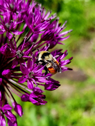 A lovely little bumblebee, yellow and black striped thorax and a rusty orange abdomen with thin black stripes is geedingof dark link allium flower