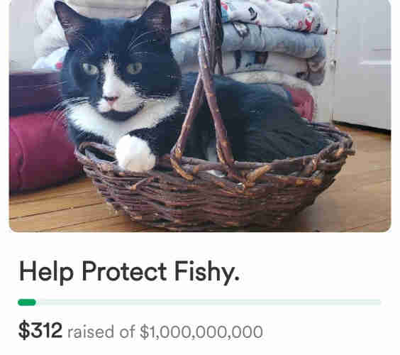 Picture of cute tuxedo cat happily sitting in a basket.
Help Protect Fishy
$312 raised of $1,000,000,000